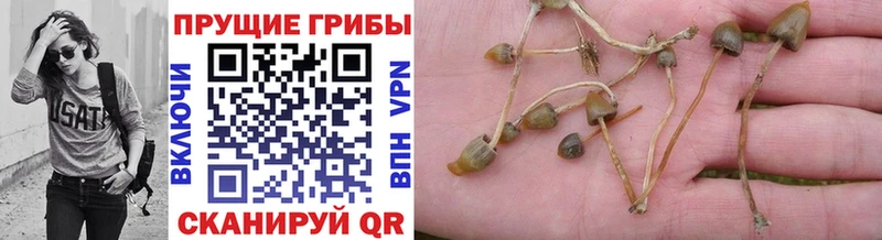 Галлюциногенные грибы Cubensis  Старая Купавна 
